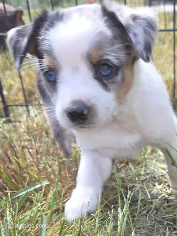 Blue Eyes , a female Australian Cattle Dog and Miniature Australian Shepherd for sale in Riverside, WA – Photo 1 of 4