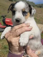 Blue Eyes , a female Australian Cattle Dog and Miniature Australian Shepherd for sale in Riverside, WA – Photo 2 of 4