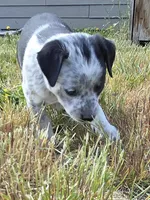 Paint.  Female, a female Miniature Australian Shepherd for sale in Riverside, WA – Photo 2 of 6