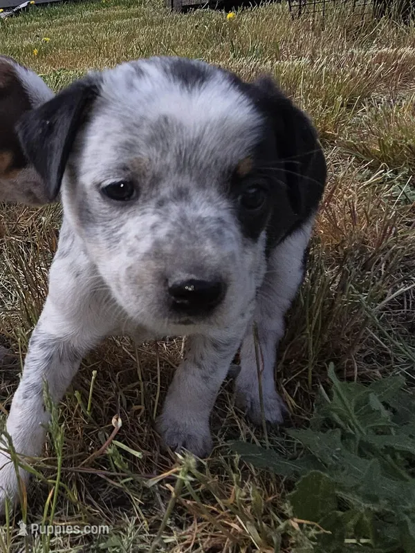 Paint.  Female – Miniature Australian Shepherd puppy for sale in Riverside, WA