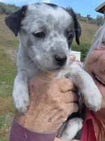 Paint.  Female, a female Miniature Australian Shepherd for sale in Riverside, WA – Photo 3 of 6