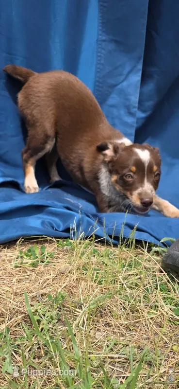 Red – Australian Cattle Dog, Miniature Australian Shepherd puppy for sale in Riverside, WA