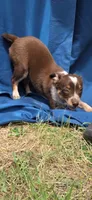 Red, a female Australian Cattle Dog and Miniature Australian Shepherd for sale in Riverside, WA – 1 of 7