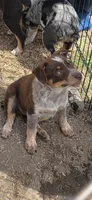 Red, a female Australian Cattle Dog and Miniature Australian Shepherd for sale in Riverside, WA – 7 of 7