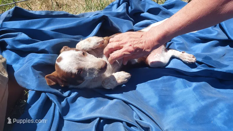 Red tri – Australian Cattle Dog, Miniature Australian Shepherd puppy for sale in Riverside, WA