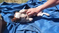Red tri, a female Australian Cattle Dog and Miniature Australian Shepherd for sale in Riverside, WA – 1 of 7