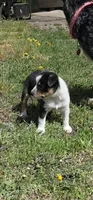Black tri , a male Miniature Australian Shepherd for sale in Riverside, WA – Photo 2 of 4