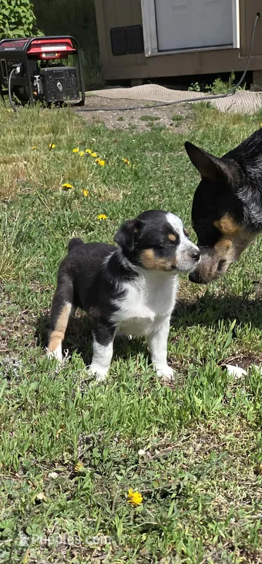 Black tri , a male Miniature Australian Shepherd for sale in Riverside, WA – Photo 1 of 4