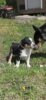 Black tri , a male Miniature Australian Shepherd for sale in Riverside, WA – Photo 1 of 4
