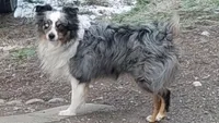 Black tri , a male Miniature Australian Shepherd for sale in Riverside, WA – Photo 4 of 4