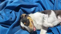 Black tri , a male Australian Cattle Dog and Miniature Australian Shepherd for sale in Riverside, WA – 1 of 8