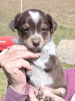 Red, a female Australian Cattle Dog and Miniature Australian Shepherd for sale in Riverside, WA – Photo 1 of 5