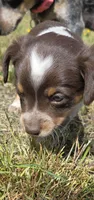 Red, a female Australian Cattle Dog and Miniature Australian Shepherd for sale in Riverside, WA – Photo 3 of 5