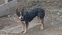 Red, a female Australian Cattle Dog and Miniature Australian Shepherd for sale in Riverside, WA – Photo 5 of 5