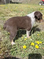 Red, a female Australian Cattle Dog and Miniature Australian Shepherd for sale in Riverside, WA – Photo 2 of 5