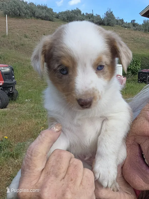 Red Merle – Miniature Australian Shepherd puppy for sale in Riverside, WA