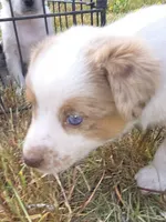 Red Merle, a male Miniature Australian Shepherd for sale in Riverside, WA – Photo 3 of 6