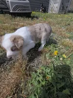 Red Merle, a male Miniature Australian Shepherd for sale in Riverside, WA – Photo 2 of 6