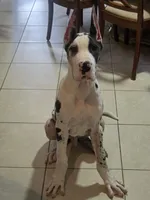 Kane, a male Great Dane for sale in West Palm Beach, FL – 5 of 6