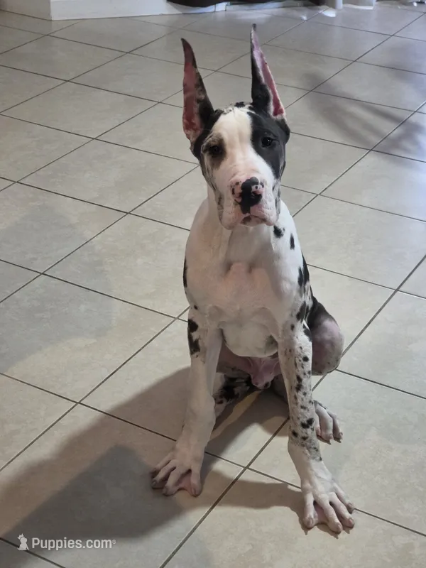 Kane – Great Dane puppy for sale in West Palm Beach, FL