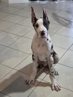 Kane, a male Great Dane for sale in West Palm Beach, FL – 1 of 6