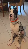 *King Kane*, a male Great Dane for sale in West Palm Beach, FL – 1 of 6