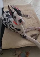 *Harlequin Great Dane male puppy *, a male Great Dane for sale in West Palm Beach, FL – 5 of 7