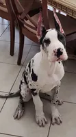 *Harlequin Great Dane male puppy *, a male Great Dane for sale in West Palm Beach, FL – 7 of 7