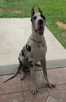 *Harlequin Great Dane male puppy *, a male Great Dane for sale in West Palm Beach, FL – 3 of 7