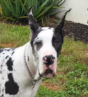 *Harlequin Great Dane male puppy *, a male Great Dane for sale in West Palm Beach, FL – 4 of 7