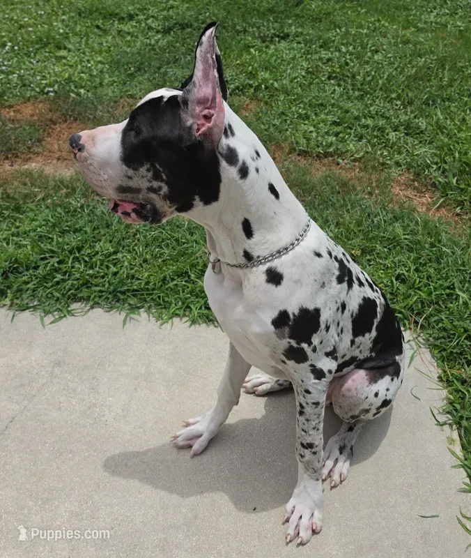 Kane – Great Dane puppy for sale in West Palm Beach, FL