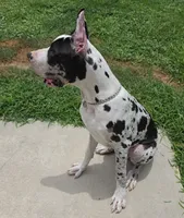 *Harlequin Great Dane male puppy *, a male Great Dane for sale in West Palm Beach, FL – 2 of 7