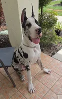 Kane, a male Great Dane for sale in West Palm Beach, FL – 2 of 6