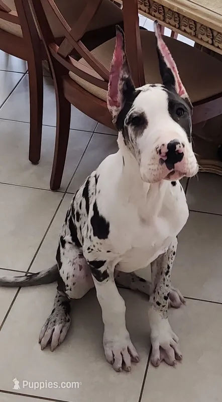 "KING KANE" – Great Dane puppy for sale in West Palm Beach, FL