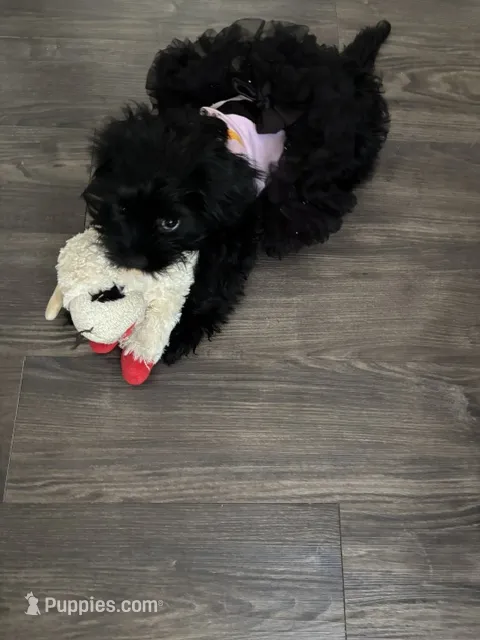 Pepper – Cavapoo, Shih Tzu puppy for sale in Irving, TX