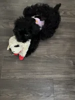 Pepper, a female Cavapoo and Shih Tzu for sale in Irving, TX – 1 of 4