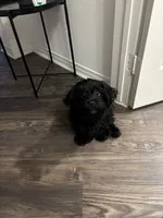 Pepper, a female Cavapoo and Shih Tzu for sale in Irving, TX – 4 of 4