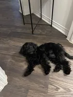 Pepper, a female Cavapoo and Shih Tzu for sale in Irving, TX – 2 of 4