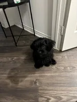 Pepper, a female Cavapoo and Shih Tzu for sale in Irving, TX – 3 of 4
