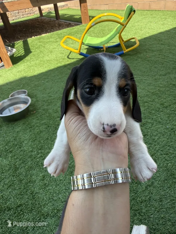 Moomoo – Miniature Dachshund puppy for sale in Los Lunas, NM