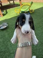 Moomoo, a male Miniature Dachshund for sale in Los Lunas, NM – 1 of 7