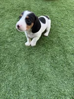 Moomoo, a male Miniature Dachshund for sale in Los Lunas, NM – 5 of 7