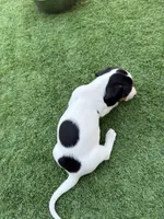 Moomoo, a male Miniature Dachshund for sale in Los Lunas, NM – 7 of 7
