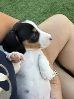 Moomoo, a male Miniature Dachshund for sale in Los Lunas, NM – 2 of 7