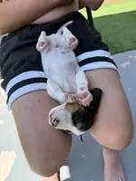 Moomoo, a male Miniature Dachshund for sale in Los Lunas, NM – 4 of 7