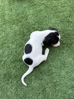 Moomoo, a male Miniature Dachshund for sale in Los Lunas, NM – 6 of 7