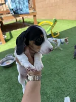 Moomoo, a male Miniature Dachshund for sale in Los Lunas, NM – 3 of 7