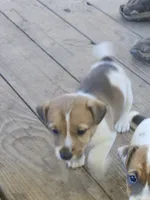 Chief, a male Jack Russell Terrier for sale in Richards, MO – 1 of 4