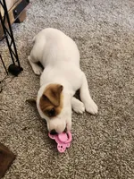 Patch , a male Jack Russell Terrier and Parson Russell Terrier for sale in Richards, MO – Photo 2 of 3