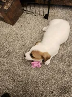 Patch , a male Jack Russell Terrier and Parson Russell Terrier for sale in Richards, MO – Photo 1 of 3